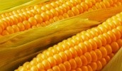 Украинские агрокомпании опасаются посевов большего количества кукурузы, даже когда цены восстанавливаются