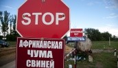 С начала года в Украине зафиксировано 14 случаев АЧС. Начиная с 2012 года, на территории нашей страны регистрировалось 162 случая этой опасной болезни