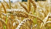 В некоторых областях зерновым и сое необходимо будет оздоровления посевного материала