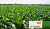 DuPont Pioneer Украины презентовала технологию CRISPR-Cas - механизм изменения генома, благодаря которому гибриды различных культур за достаточно короткий период можно сделать более урожайными и выносливыми