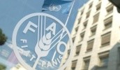 У FAO вирішили допомогти 20 групам агровиробників в зоні АТО, які вже формально зареєстровані як кооперативи або тільки на шляху юридичної реєстрації