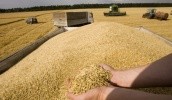 У поточному періоді обсяги закупівлі зернових, саме у сільгоспвиробників, будуть не менше 200 тис. т озимої пшениці, 80 тис. т озимого ячменю та 15 тис. т озимого жита