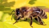 Украинские пчелы будут спасать в Канаде местную популяцию