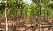 У світі існує чотири технології вирощування горіха: традиційна, напівінтенсивна, інтенсивна та суперінтенсивна