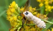 Ученые обнаружили грибок Eryniopsis lampyridarum, который паразитирует на насекомых и заставляет их превращаться в "зомби"