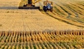 Снижение посевных площадей пшеницы в США выгодно Украине