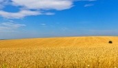 В 2018 году белорусские сельхозорганизации получат льготные кредиты для полевых работ
