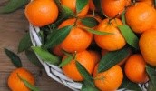 T.B. Fruit откроет в Грузии завод по переработке мандаринов