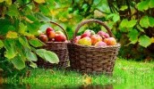 Названы самые популярные среди органических садоводов сорта яблок