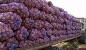 Як тільки ціна на картоплю в Україні перевалить за середньоєвропейську і стане вигідним імпорт з тієї ж Польщі, Болгарії, Румунії, сюди автоматично потече той продукт