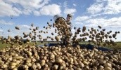 Росія в цьому році може недобрати 3 млн т картоплі. Основні причини скорочення збору - зменшення площ і погана погода