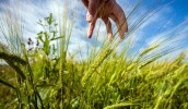 Аграрії анексованого Росією Криму відправили в серпні за кордон 105,7 тис. т зерна і продуктів його переробки