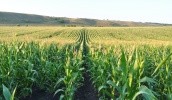 Кукурудза в Україні "вгамувала свої апетити" і обрала тактику повільного зростання. Площі під кукурудзою в Україні до 2026 року збільшаться всього лише до 4 млн 667 тис. га