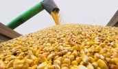 ALFA Smart Agro начинает трейдинг агропродукцией