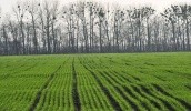Слабые и изреженные посевы озимых зерновых культур сократились до 14%