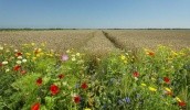 У с. Григорівка Бахмацького району Чернігівської області угіддям землекористування площею 1086 га ТОВ "Агрофірма ім. Шевченка" нададуть статус спеціальної зони з виробництва сировини, що використовується для виготовлення продуктів дитячого та дієтичного харчування