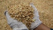 У 2017/18 сезоні Єгипет залишиться для України топовим ринком збуту пшениці