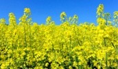 Strategie Grains прогнозує зниженя врожайності рапсу в сезоні 2017/18