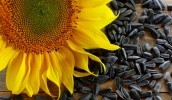 У наступному році компанія DuPont Pioneer в Україні планує забезпечити третину своїх продажів насіннєвого матеріалу соняшником, вирощеним в Україні