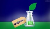 Syngenta запропонує Росії гібридну пшеницю, яка підвищить врожайність на 10-20%. Це не ГМ-технологія, а традиційна селекція