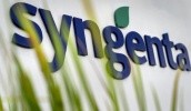 В этом году до 90% семян кукурузы Syngenta - местного производства. А вот по подсолнечнику - 70% импортного посевного материала