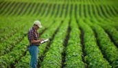 Многолетние наблюдения показали, что плотность посева сои нужно увеличивать, а ширину междурядий - наоборот, уменьшать