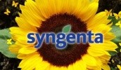 Syngenta стала инициатором и организатором создания «Высокоолеинового клуба» в Украине, чтобы объединить всех участников производства подсолнечного масла с высоким содержанием олеиновой кислоты