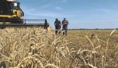 Станом на 28 серпня в Україні обмолочено 9653 тис. га ранніх зернових і зернобобових культур (100%) 