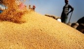 Индонезия стала главным рынком для украинской пшеницы
