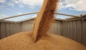 пшеница на элеваторе