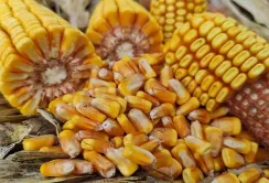 Україна скоротила експорт зернових: найбільше втратила кукурудза