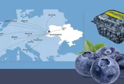 Українська лохина підкорює Європу: як «Блу Беррі» зміцнює позиції на ринку