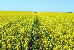 На Одещині обробляють ріпак від шкідників і хвороб