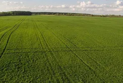 Озимі культури розвиваються задовільно, але без дощів урожай під загрозою, – НААН