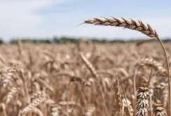 Росія щороку краде 5 мільйонів тонн українського зерна, – міністр