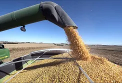Ціни на фуражну кукурудзу зростають, але повільніше