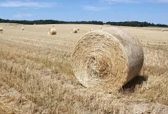 Українські агрокомпанії заробили майже 20 млрд грн прибутку — лідирують МХП і Кернел