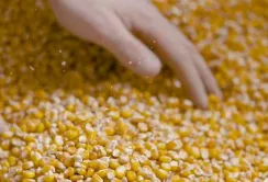 Закупівельні ціни на зерно в Україні: кукурудза зростає, соя дешевшає