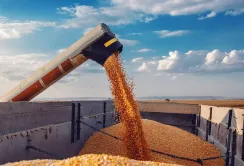 Експорт агропродукції автотранспортом зменшився, залізницею – зростає