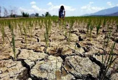 Посуха: аграрії просять про допомогу
