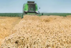Прогноз урожаю пшениці від ASAP Agri після національного кроп-туру