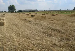 Вчені знайшли спосіб, як робити одяг з пшеничної соломи та вівсяного лушпиння