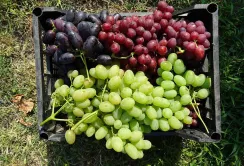 У Молдові очікують найкращий урожай столового винограду за останні п’ять років
