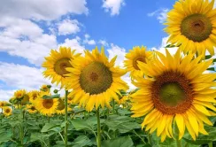 Заводи скоротили закупівлю соняшнику