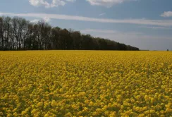 Практикум по ріпаку: як уникнути втрат до 5 ц/га ще на етапі посіву 