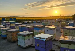 Агро-Регіон готується до цвітіння соняшнику: бджолярів попереджають заздалегідь