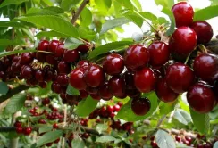 Ціна 1500 грн за кілограм черешні: як вона утворюється і чому це нормально