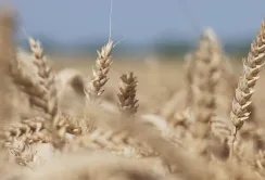 На Черкащині стартували жнива: вже обмолотили понад 500 гектарів ячменю