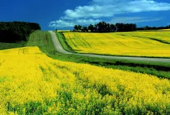 EBA знову закликає не допустити запровадження експортних мит на олійні культури