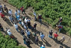 У Київській області пройшов традиційний захід для картоплярів України